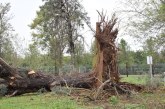 גלריה: קריסת עצים בקיבוץ דפנה והסביבה