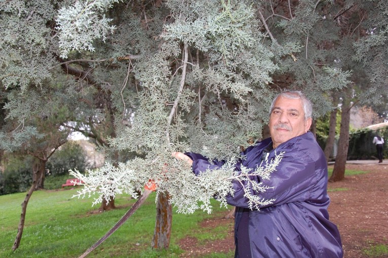 איש היערות