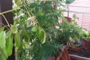 פלילים: דקר את חברו לעבודה; האחים איימו על חייו של תושב העיר; מריחואנה וקריוקי