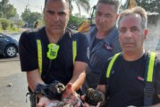 התפילין שרדו את השריפה
